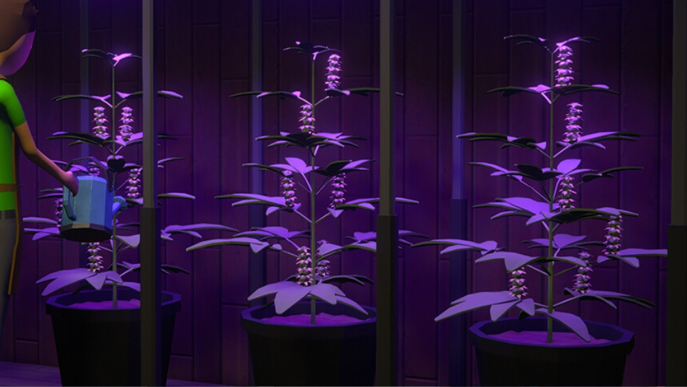 マリファナのイメージ画像